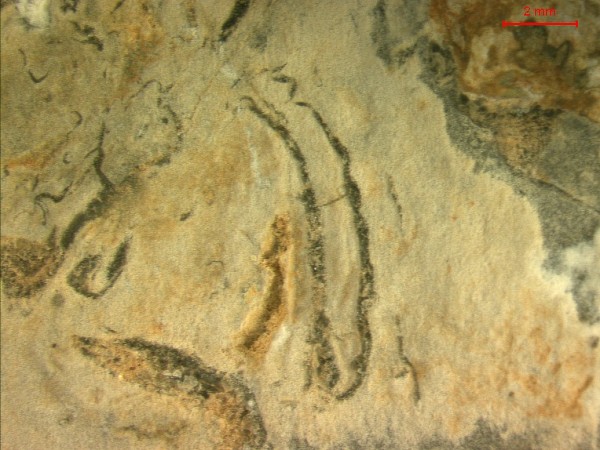 Fósseis de um antigo animal marinho conhecido como <i> Cloudina </i> ajudam a comprovar que Minas Gerais já teve um litoral no passado. (foto: Lucas Warren)