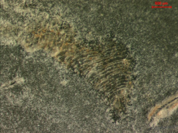 Outro fóssil de animal marinho encontrado no norte de Minas foi o <i> Corumbella </i>. (foto: Lucas Warren)