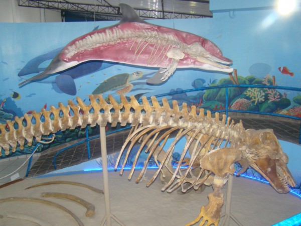 O museu conta, ainda, com uma exposição de esqueletos de animais marinhos. (foto: Divulgação)