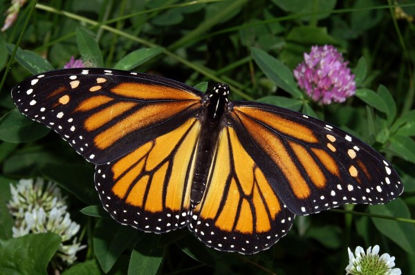 Nenhuma outra espécie de inseto percorre distâncias tão longas quanto a borboleta-monarca. (foto: Wikimedia Commons / Kenneth Dwain / <a href= https://creativecommons.org/licenses/by-sa/3.0/br/>CC BY-SA 3.0</a>)