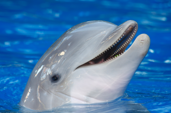 Para não se perder por aí, o golfinho usa um sofisticado sistema de ecolocalização. (foto: Daniel Garcia Neto / Flickr / <a href=https://creativecommons.org/licenses/by-nc-nd/2.0/>CC BY-NC-ND 2.0</a>)