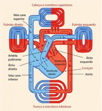 O lado direito do coração bombeia sangue pobre em oxigênio (em azul) para os pulmões, enquanto o lado esquerdo desse órgão manda o sangue rico em oxigênio (em vermelho) para o resto do corpo. (gráfico: Nato Gomes)