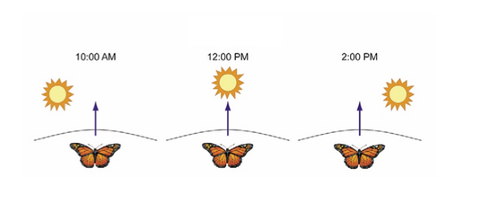 As borboletas-monarca se baseiam na posição do Sol no céu para se orientar. (imagem: Reppert, SM. Cold Spring Harb Symp Quant Biol. 2007;72:113-8)