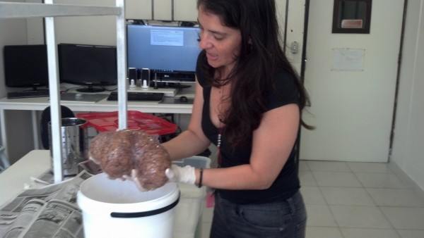 Suzana manuseia um hemisfério de um cérebro de elefante. (foto: Divulgação/UFRJ)