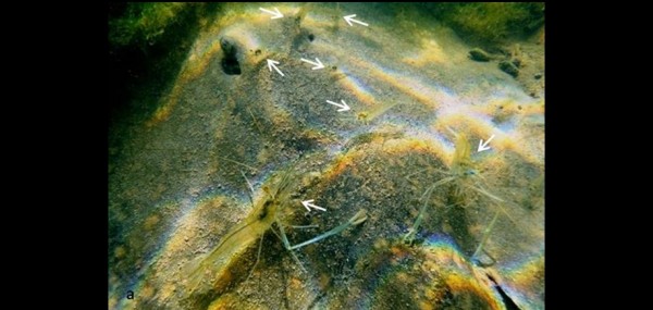 As setinhas brancas indicam os camarões de água doce no dorso das raias, que permanecem enterradas na areia. (foto: Domingos Garrone)