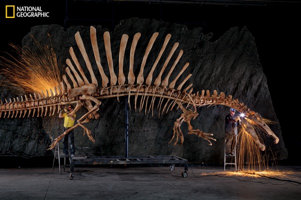 O espinossauro recebe esse nome por ter em seu dorso estruturas semelhantes a espinhos. (foto: Mike Hettwer / <a href= http://ngm.nationalgeographic.com/2014/10/spinosaurus/mueller-text> National Geographic</a>) 
