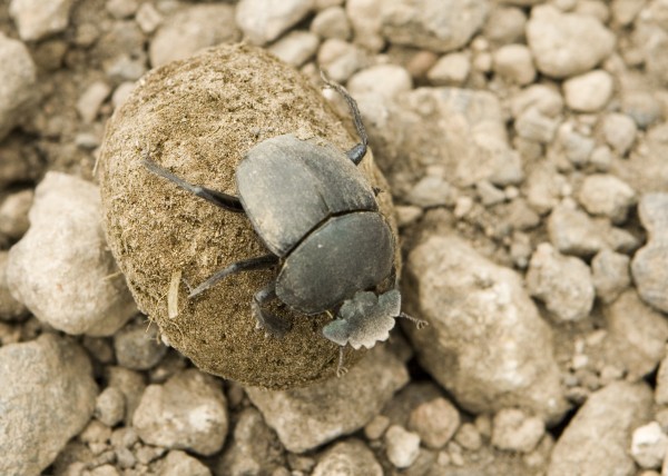 O inseto favorito de Karlla é o besouro-rola-bosta, um bicho muito inteligente. (foto: David Dennis / Flickr / <a href= https://creativecommons.org/licenses/by-sa/2.0/> CC BY-SA 2.0 </a>)