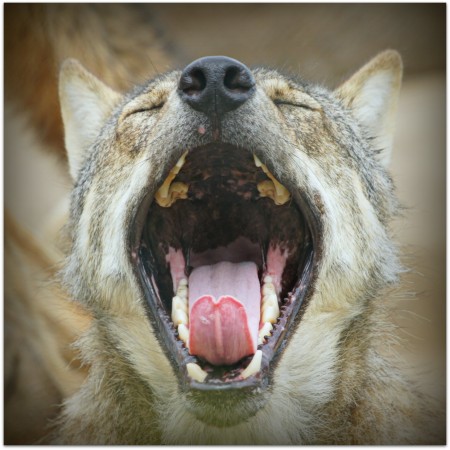 O bocejo contagioso mostra que os lobos são capazes de sentir empatia, ou seja, percebem o que o outro lobo está sentindo. (foto: patries71 / Flickr / <a href=https://creativecommons.org/licenses/by-nc-nd/2.0/> CC BY-NC-ND 2.0 </a>)