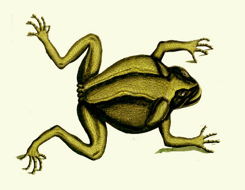 Foi a partir desta ilustração publicada no livro de Albertus Seba em 1734 que Carl Linné descreveu a espécie dos cururus-gigantes. (ilustração extraída de Locupletissimi rerum naturalium thesauri accurata descriptio, de Albertus Seba)