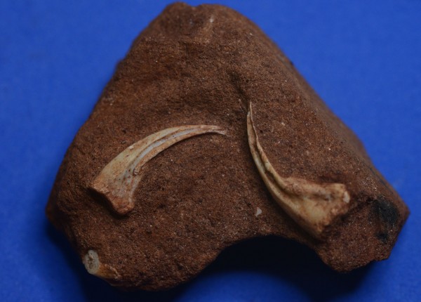 O achado foi surpreendente, pois fósseis desse dinossauro só tinham sido encontrados no Ceará. (foto: Paulo Manzig)
