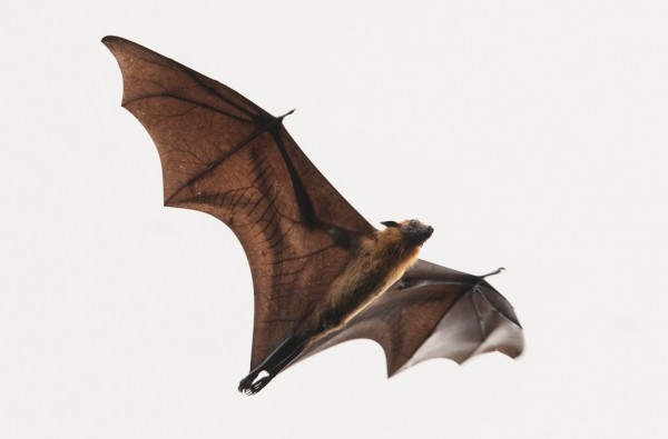 Conhecido como raposa-voadora, este morcego gigante é capaz de carregar o vírus ebola sem ficar doente, podendo espalhá-lo por aí. Que perigo! (foto: Sergey Yeliseev / Flickr / <a href=https://creativecommons.org/licenses/by-nc-nd/2.0/> CC BY-NC-ND 2.0 </a>)