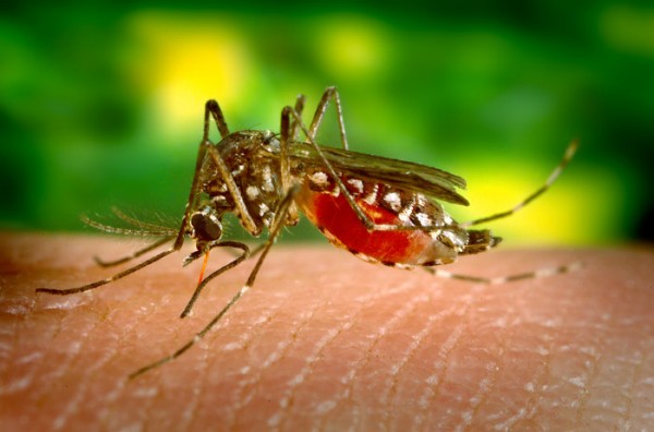 Cientistas identificam gente e substância responsáveis pela atração que o mosquito <i>Aedes aegypti</i> tem pela pele humana. (foto: James Gathany / Flickr / <a href=https://creativecommons.org/licenses/by/2.0/> CC BY 2.0 </a>)