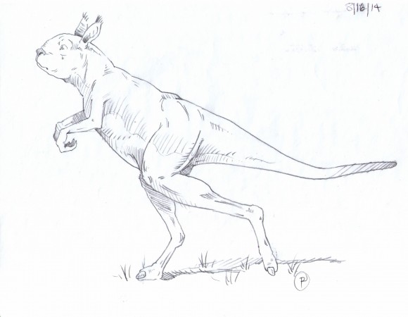 Ilustração mostra como era a aparência dos cangurus gigantes: focinho de coelho e postura bípede. (ilustração: Brian Regal)