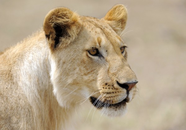 As leoas são encarregadas de caçar, mas só se alimentam depois dos machos. (foto: RayMorris1 / Flickr / <a href=https://creativecommons.org/licenses/by-nc-nd/2.0/> CC BY-NC-ND 2.0 </a>)