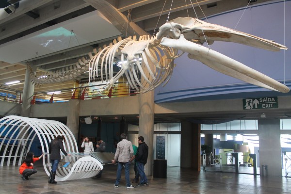 Com quinze metros de comprimento, esqueleto de baleia impressiona os visitantes. (foto: Carolina Luz Paulo)