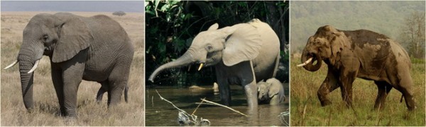As três espécies atuais de elefantes pertencem aos gêneros ‘Loxodonta’ (“dente inclinado” em grego) e ‘Elephas’ (que pode significar “besta com chifres de marfim”, em grego). Na África, vivem ‘Loxodonta africana’ e ‘Loxodonta cyclotis’, enquanto a Ásia é o lar nativo de ‘Elephas maximus’ (“o maior”, em latim). Apesar do nome, o elefante asiático é menor que o africano (o primeiro atinge 2,7 metros de altura, contra 3,2 do segundo). (fotos: Ikiwaner / GFDL; Thomas Breuer / <a href=http://creativecommons.org/licenses/by/2.5/> CC BY 2.5 </a>; Vikram Gupchup / <a href= http://creativecommons.org/licenses/by-sa/3.0/> CC BY-SA 3.0 </a>)