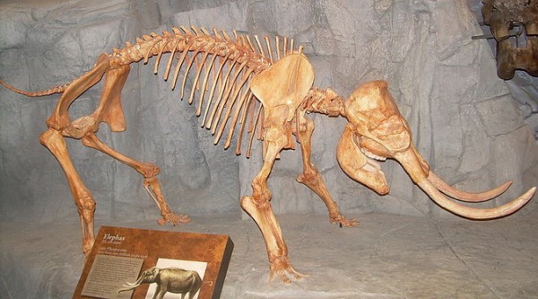 Esqueleto de um elefante-anão, que viveu nas ilhas italianas da Sicília e Malta, pertinho da Grécia. Durante séculos, imaginou-se que seus ossos pertencessem a um monstro lendário (foto: Ninjatacoshell / Wikipédia / <a href= http://creativecommons.org/licenses/by-sa/3.0/ > CC BY-SA 3.0 </a>)