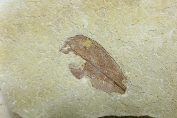 Observe bem este fóssil. Trata-se de uma folha com 100 milhões de anos. Como resultado dos fenômenos da Tafonomia, que transformam os restos orgânicos em fósseis, ela não está totalmente completa. (foto: Ismar Carvalho)