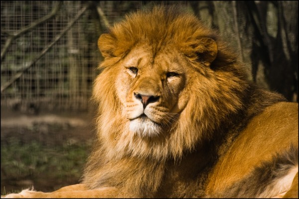 Os leões são exímios predadores e considerados os reis da selva por estarem no topo da cadeia alimentar (foto: Etrusia UK / Flickr / <a href= http://creativecommons.org/licenses/by-nc-sa/2.0/br/> CC BY-NC-SA 2.0 </a>)