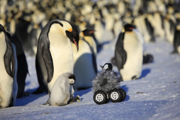 Os robôs disfarçados de pinguins eram responsáveis por monitorar um grupo de pinguins-imperadores. (foto: Fred Olivier / John Downer Productions; Institut Pluridisciplinaire Hubert Curien CNRS-Université de Strasbourg)