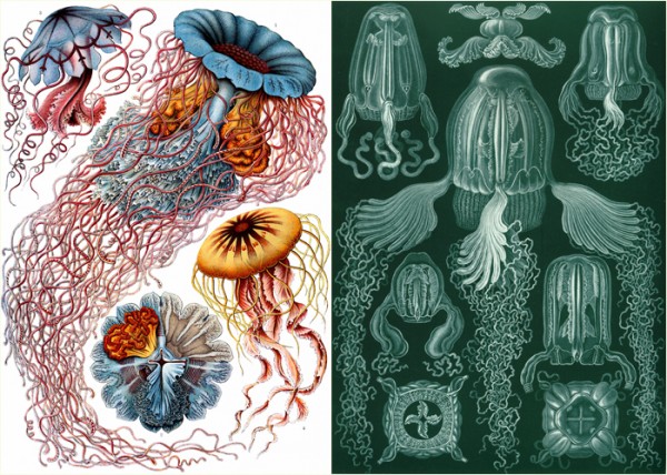 As águas-vivas também são conhecidas como medusas. Na mitologia grega, Medusa era um monstro com o rosto de mulher e centenas de serpentes peçonhentas no lugar dos cabelos. Nestas duas imagens, são apresentadas algumas espécies de águas-vivas ilustradas pelo pesquisador alemão Ernst Haeckel em 1904 (Imagens: Wikipedia)