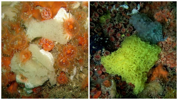 <i>Clathrina conifera</i>(à esquerda) e <i>Clathrina aurea</i>, já conhecidas, estavam entre as vinte e seis espécies de esponjas calcárias coletadas pelos pesquisadores. (fotos: Eduardo Hajdu)