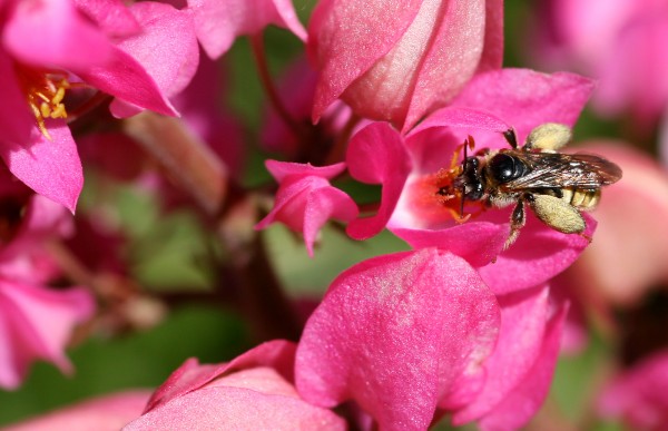 O mel e o pólen produzidos pela abelha Jataí, espécie sem ferrão, podem ajudar a indicar os níveis de poluição no ar. (Foto: Antonio Machado / Flickr / <a href=http://creativecommons.org/licenses/by/2.0/deed.en_GB>CC BY 2.0</a>)