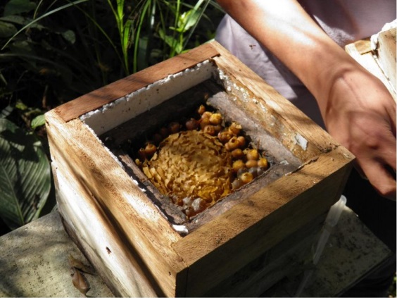 Ninho de abelha de onde foram retirados pólen e mel para análise. (Foto: Fernanda Ataíde de Oliveira)