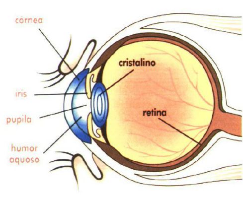 Representação do olho humano.