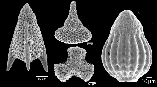 Os radiolários, organismos microscópicos, constroem seu esqueleto com silício e oxigênio – mesma composição dos vidros. Suas formas incríveis contam-nos a história dos oceanos que existiram na Terra. (Fotos: Valesca Eilert)