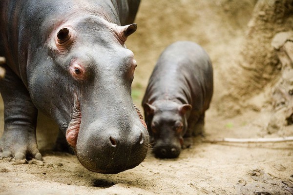 Já ouviu dizer que o leite do hipopótamo é rosa? Pois não passa de um mito, provavelmente relacionado a uma secreção produzida por sua pele quando ele passa muito tempo fora d’água. (foto: Thomas Hawk / Flickr / <a href=https://creativecommons.org/licenses/by-nc/2.0>CC BY-NC 2.0</a>)