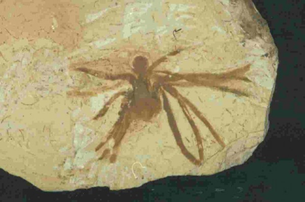 Fósseis de aranhas são encontrados com frequência na Bacia do Araripe, no interior do estado do Ceará. Esta da foto está aprisionada em rochas com mais de 110 milhões de anos – um fóssil pertencente à Coleção do Museu de Paleontologia de Santana do Cariri. (foto: Ismar de Souza Carvalho)