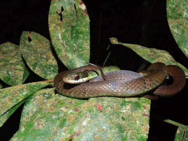 <i>Drymoluber dichrous</i> é uma das espécies de serpentes que solta a cauda como estratégia para escapar de predadores. (foto: Paulo Bernarde /  www.herpetofauna.com.br) 