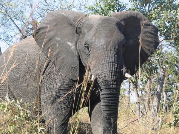Se você vir no zoológico um elefante de boca aberta, não pense logo que ele está bocejando: vai ver o bicho está emitindo um som que seu ouvido humano não é capaz de escutar! (foto: Michelle Gadd / USFWS / <a href=https://creativecommons.org/licenses/by/2.0>CC BY 2.0</a>)