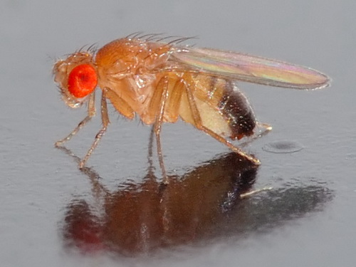 A <i>Drosophila melanogaster</i> é uma das espécies de animais mais estudadas do mundo. Desde 1906, os cientistas de muitos países, inclusive do Brasil, usam as moscas desta espécie em pesquisas de genética. Esses estudos ajudam, por exemplo, a entender como funciona o DNA e como os filhos herdam as características dos seus pais. (foto: André Karwath / CC BY-SA 2.0)