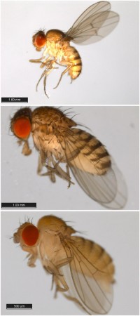Três exemplos de espécies de <i>Drosophila do Brasil</i>. De cima para baixo, <i>D. gaucha</i>, <i>D. paranaensis</i> e <i>D. paulistorum</i>. (fotos: ANIC/BIO Photography Group, ANIC/Biodiversity Institute of Ontario / CC BY-NC-SA 3.0)