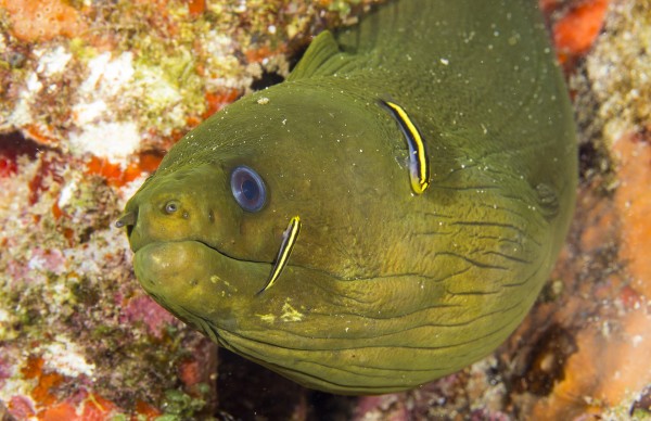 O peixe-neon (<i>Elacatinus phthirophagus</i>), espécie de limpador comumente encontrada no Brasil, limpa uma moreia verde (<i>Gymnothorax funebris</i>). (foto: João Paulo Krajewski)
