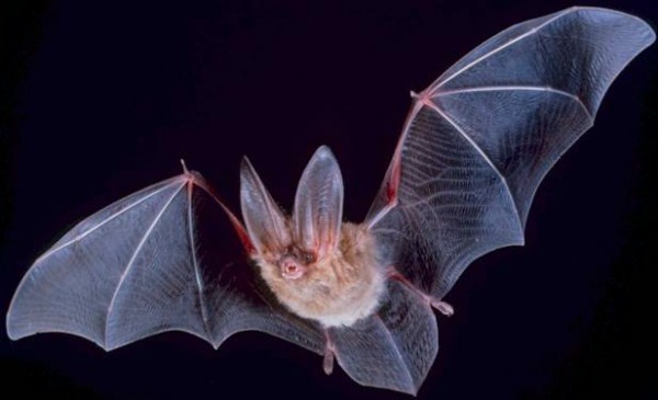Muito ativos durante a noite, os morcegos usam as ondas sonoras para se guiarem e desviarem de obstáculos. (foto: PD-USGov / Domínio público)