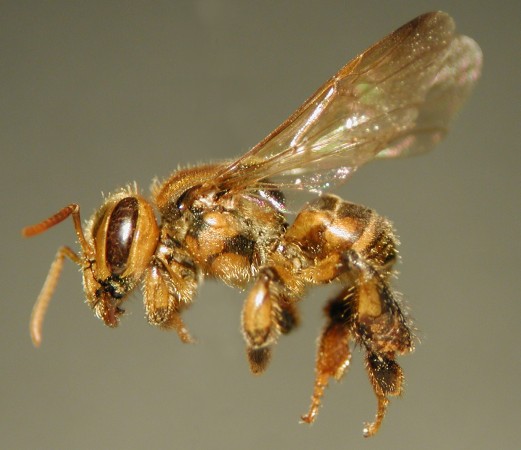 Existem, no mundo, cerca de 500 espécies de abelhas sem ferrão, das quais 244 estão presentes no Brasil. (Foto: Ricardo A. B. / Flickr / <a href=https://creativecommons.org/licenses/by-nc-sa/2.0>CC BY-NC-SA 2.0</a>)