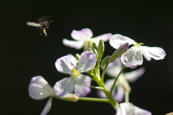 As abelhas sem ferrão utilizam diversos mecanismos de defesa para proteger os ricos recursos guardados em seus ninhos: mel e pólen! (Foto: H. David Jimeno Sevilla / Flickr / <a href=https://creativecommons.org/licenses/by-nc-sa/2.0>CC BY-NC-SA 2.0</a>)