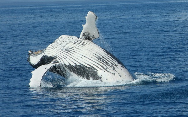 As baleias também dão saltos no oceano. Há várias explicações possíveis para esse comportamento. (foto: Michael Dawes / Flickr / <a href=https://creativecommons.org/licenses/by-nc/2.0>CC BY-NC 2.0</a>)