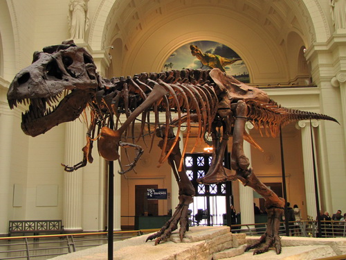 Os tiranossauros viveram entre 68 e 66 milhões de anos atrás, no finalzinho do período Cretáceo, tendo sido uma das últimas espécies de dinossauros a existir. Esses grandalhões chegavam a medir 12 metros de comprimento e 4 metros de altura. (foto: Henrique C. Costa / http://goo.gl/dT7QEK)CC BY-SA 2.0)