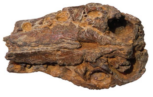 Isto é tudo que se conhece do maior dinossauro carnívoro brasileiro já descoberto, o <i>Oxalaia quilombensis</i>. É a ponta do focinho, aqui vista de baixo. Repare nos espaços onde ficavam os dentes! Comparando o tamanho desse osso – que tem 20 centímetros – com os de outros dinossauros, os pesquisadores estimam que o <i>O. quilombensis</i> media entre 12 e 14 metros de comprimento! (foto: Anais da Academia Brasileira de Ciência /<a href="https://creativecommons.org/licenses/by-nc/4.0"> CC BY-NC 4.0</a>