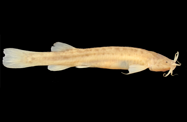 O Ituglanis boticario possui até 10 centímetros de comprimento e seu corpo é fino e bem alongado. Embora dois exemplares do peixe tenham sido observados em 2004, somente em 2014 a nova espécie foi reencontrada e descrita pelos cientistas. (foto: Pedro Rizzato)