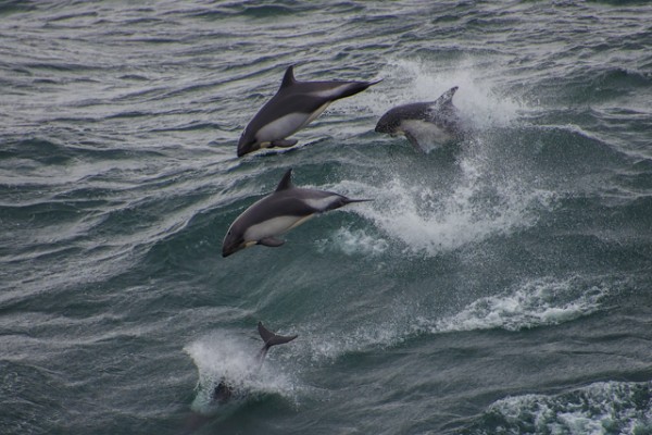 Os golfinhos nadam pelo oceano em grupos, e os saltos podem ser uma maneira de se comunicarem entre si. (foto: Cláudio Dias Timm / Flickr / <a href=https://creativecommons.org/licenses/by-nc-sa/2.0>CC BY-NC-SA 2.0</a>)