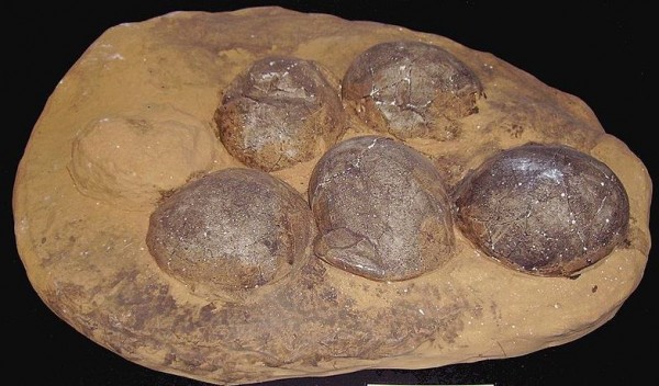 Há vários tipos de ovos de dinossauros – os tamanhos e as formas são muito variados. Estudar em detalhe suas cascas ajuda na identificação do grupo de dinossauros que os originou. (foto: Ballista / Wikimedia Commons / <a href=http://creativecommons.org/licenses/by-sa/3.0/deed.en>CC BY-SA 3.0</a>)
