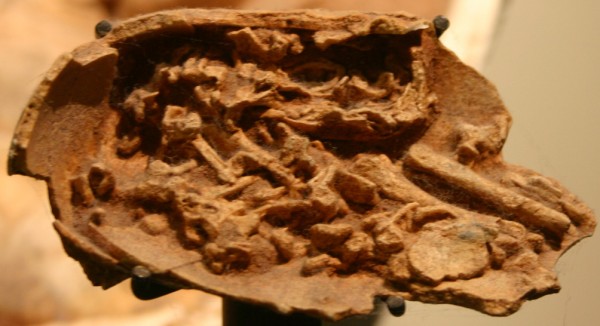 Fóssil de ovo de dinossauro com embrião preservado. (foto: Ryan Somma / Wikimedia Commons / <a href=http://creativecommons.org/licenses/by-sa/2.0>CC BY-SA 2.0</a>)