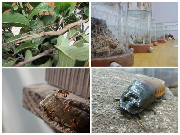 Bicho-pau, formigas saúvas,  abelhas jataí e barata-de-Madagascar são alguns dos insetos que você confere na exposição. (fotos: Márcio Kokubu)