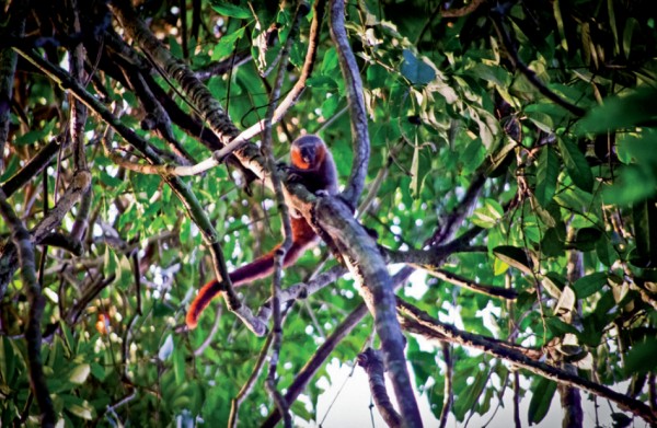 Zogue-zogue-rabo-de-fogo (<i>Callicebus miltoni</i>), primata encontrado na região sul da Amazônia. (foto: Júlio César Dalponte)
