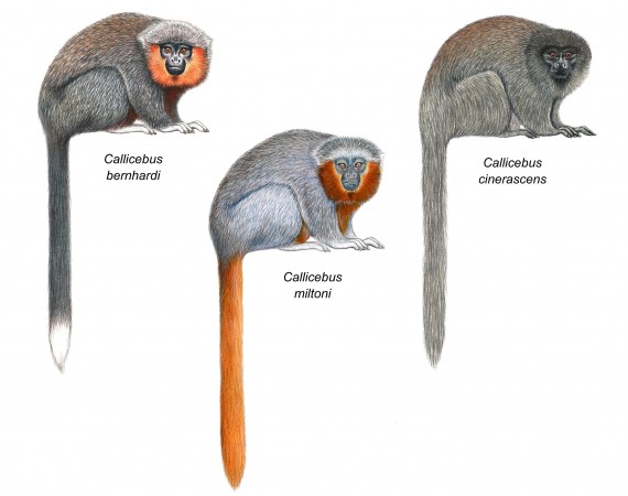 O rabo comprido é uma das características das espécies do gênero <i>Callicebus</i>, a que pertence o zogue-zogue-rabo-de-fogo. (ilustração: Stephen Nash)